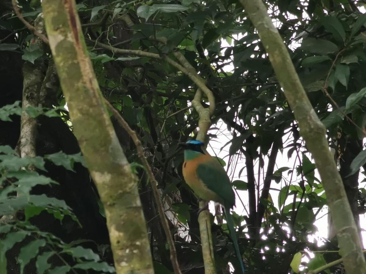 Jungle Living Tree Houses Monteverde ภายนอก รูปภาพ