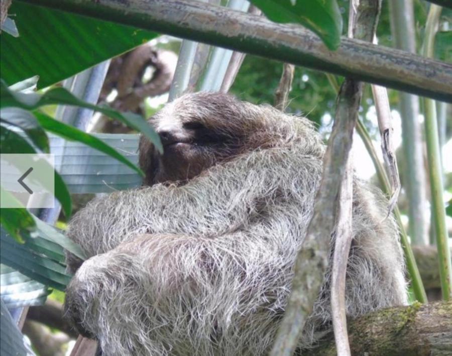 Jungle Living Tree Houses Monteverde ภายนอก รูปภาพ