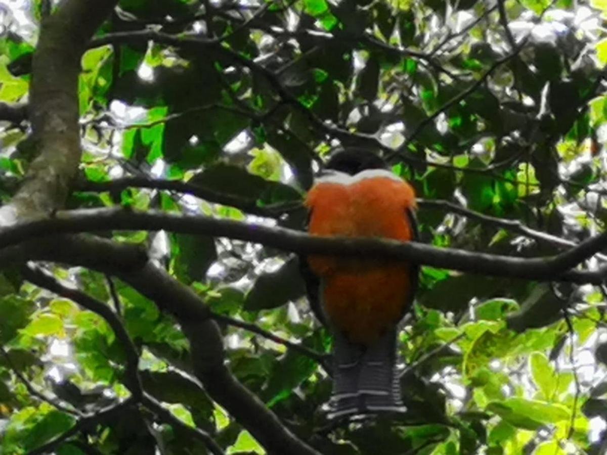 Jungle Living Tree Houses Monteverde ภายนอก รูปภาพ